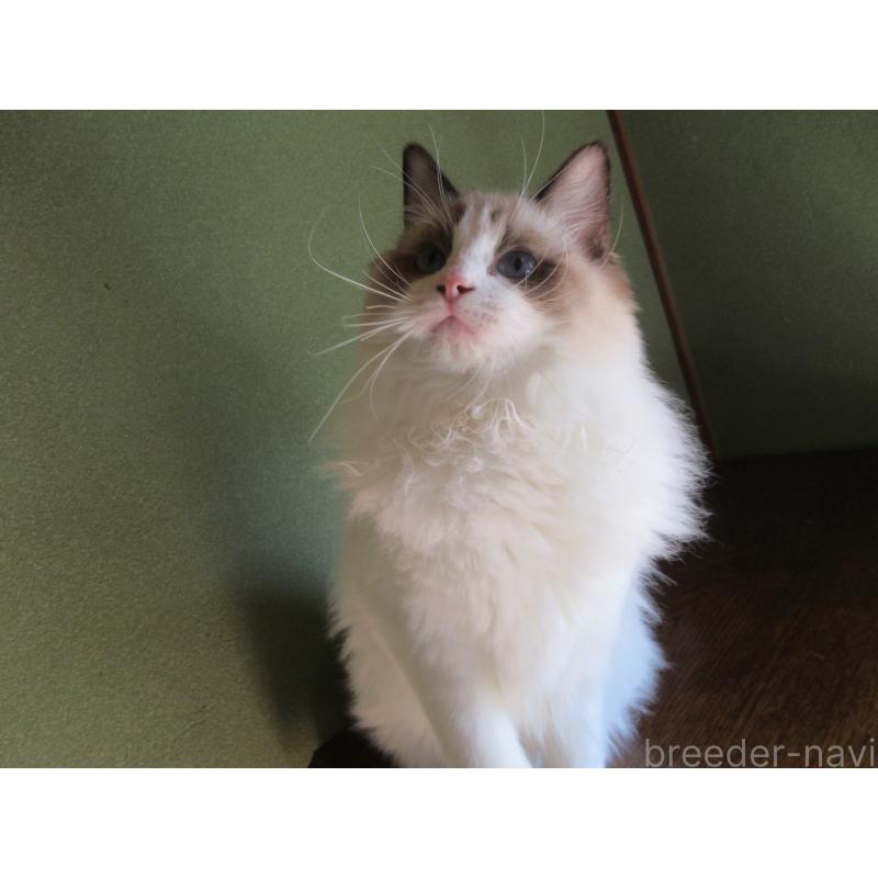 販売中の大分県のラグドール-111716の6枚目