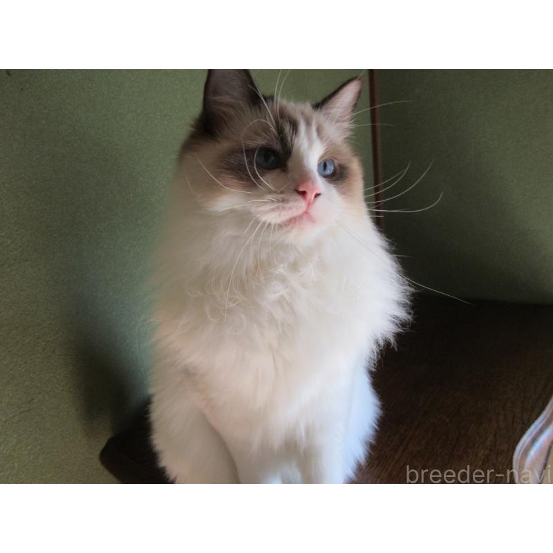 販売中の大分県のラグドール-111716の5枚目