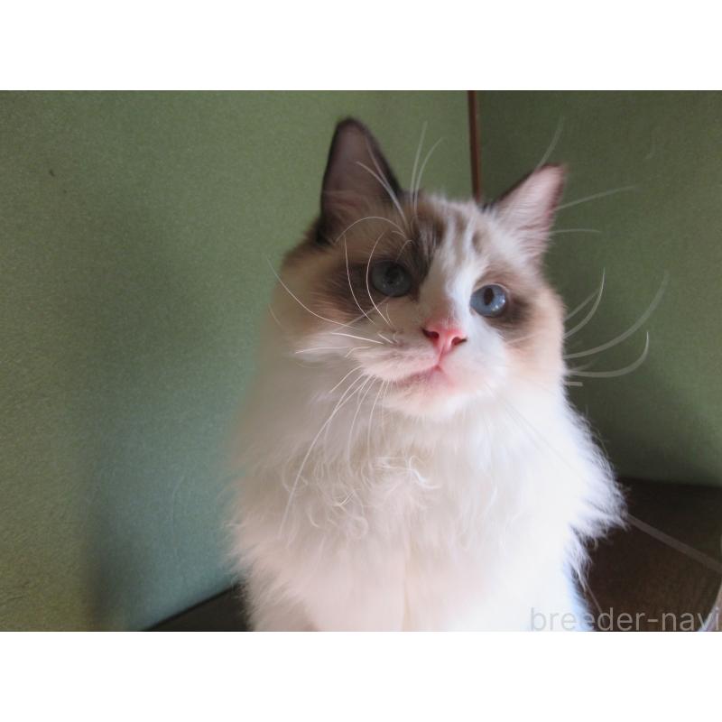 販売中の大分県のラグドール-111716の4枚目