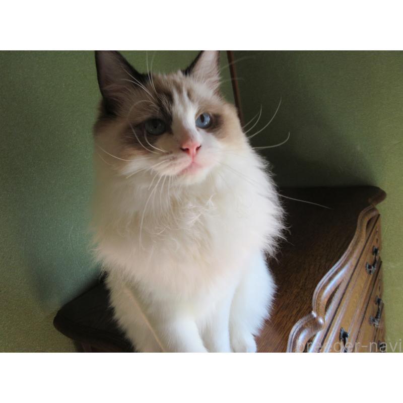 販売中の大分県のラグドール-111716の3枚目