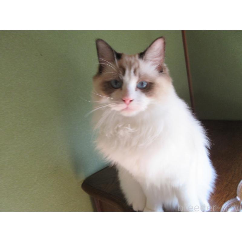 販売中の大分県のラグドール-111716の2枚目