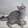 オンライン見学