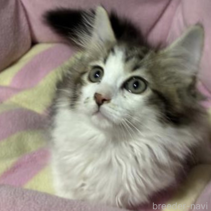 販売中の神奈川県のノルウェージャンフォレストキャット-128809の1枚目
