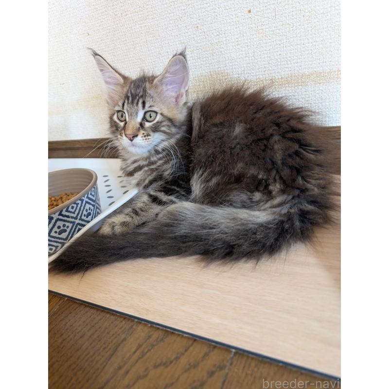 販売中の岡山県のメインクーン-128821の2枚目