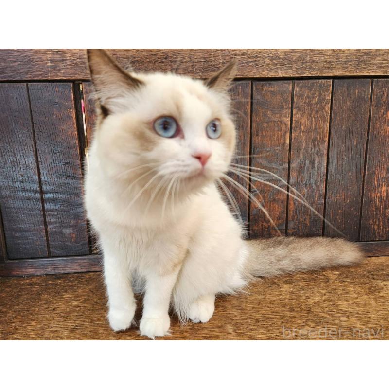 販売中の大阪府のラグドール-128823の17枚目