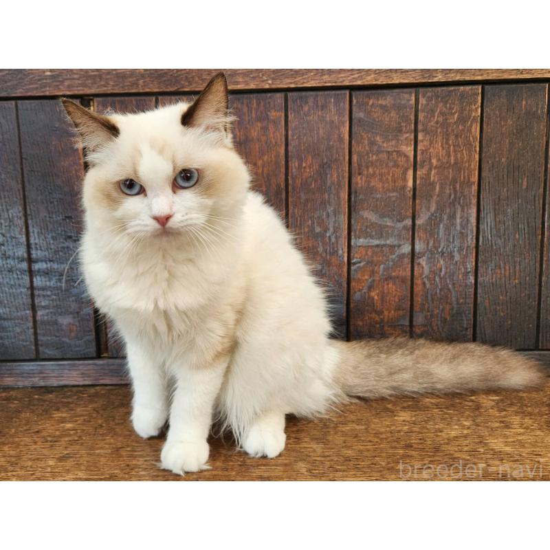 販売中の大阪府のラグドール-128823の13枚目