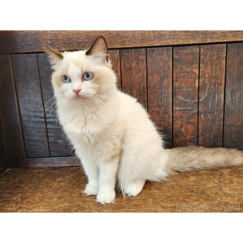 販売中の大阪府のラグドール-128823の10枚目