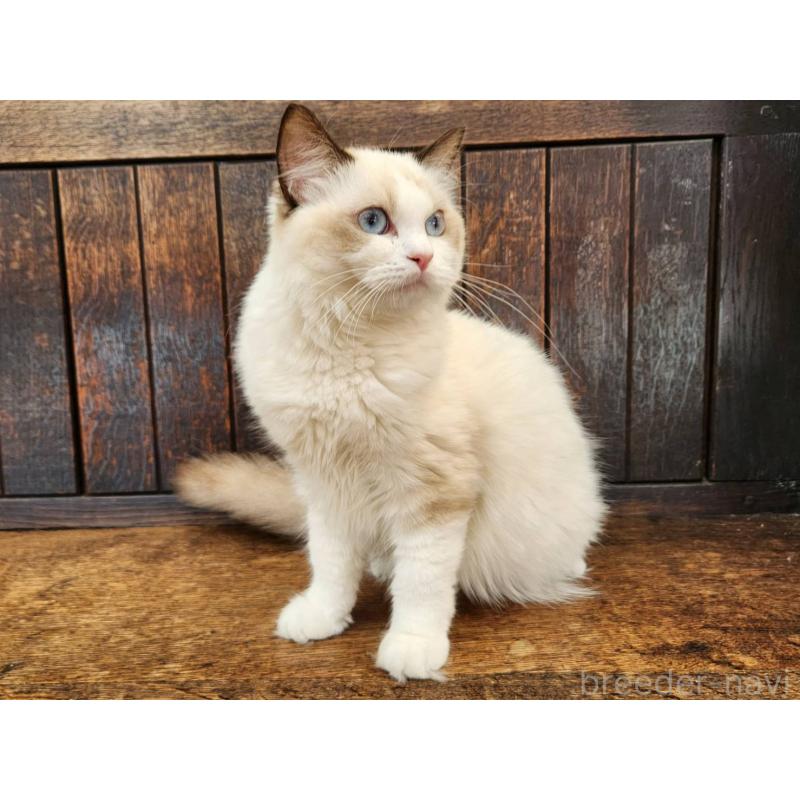 販売中の大阪府のラグドール-128823の2枚目