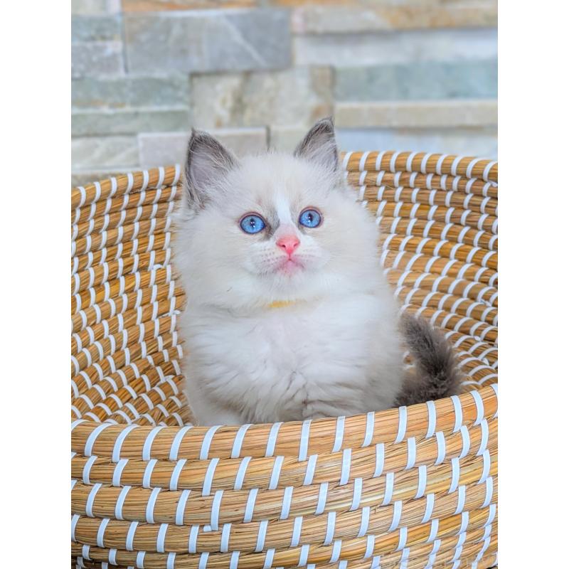 商談中の茨城県のラグドール-126733の5枚目