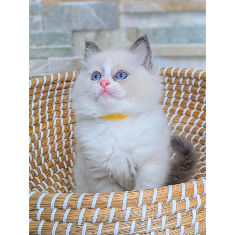 商談中の茨城県のラグドール-126733の4枚目