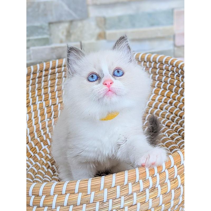 商談中の茨城県のラグドール-126733の3枚目