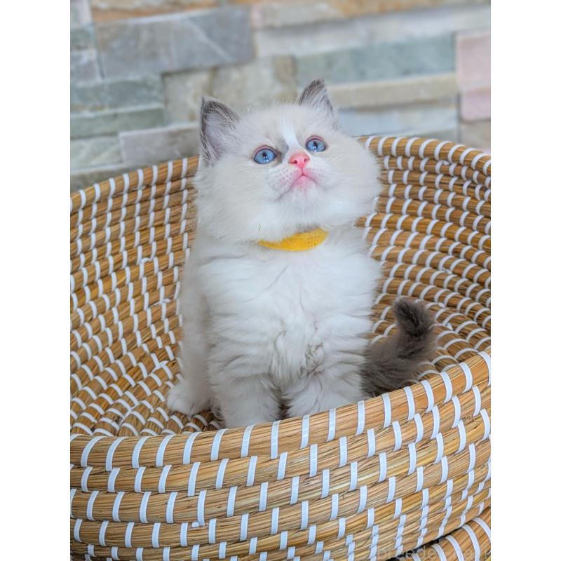 商談中の茨城県のラグドール-126733の2枚目