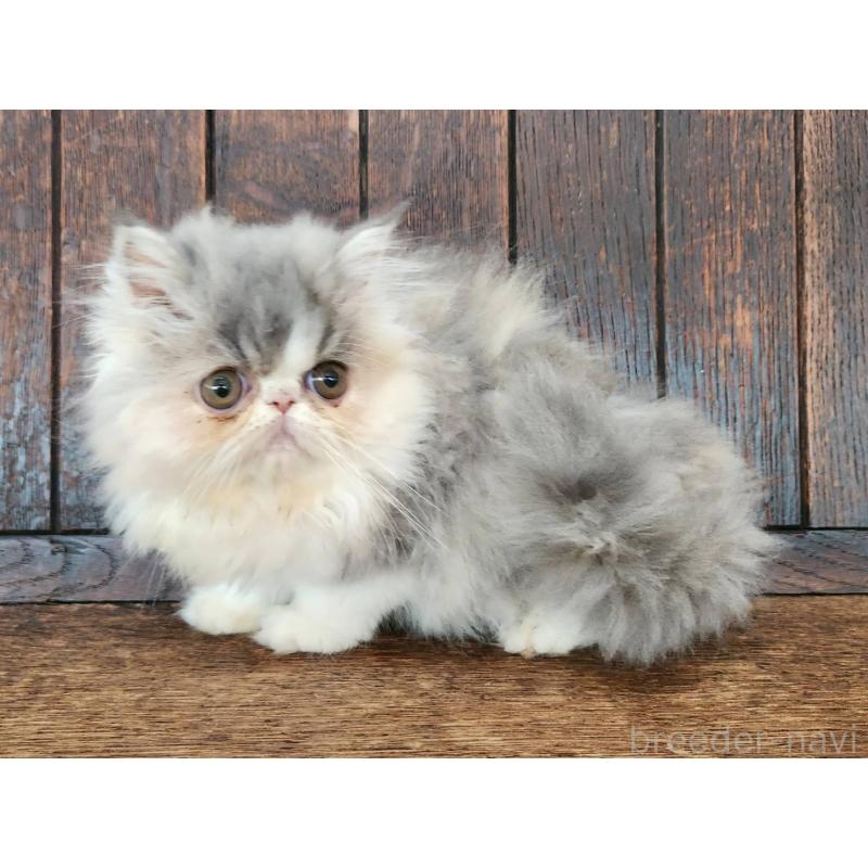 販売中の大阪府のエキゾチックロングヘア-128826の2枚目