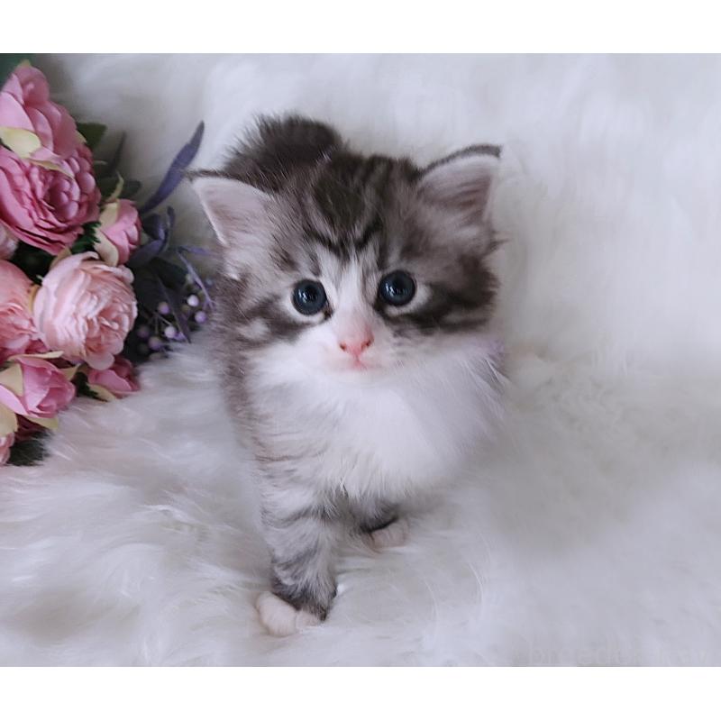 成約済の埼玉県のノルウェージャンフォレストキャット-128069の2枚目