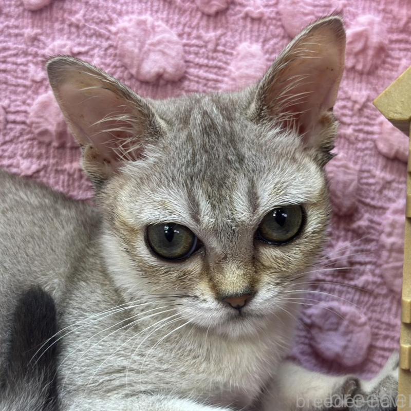 販売中の茨城県のシンガプーラ-128861の1枚目