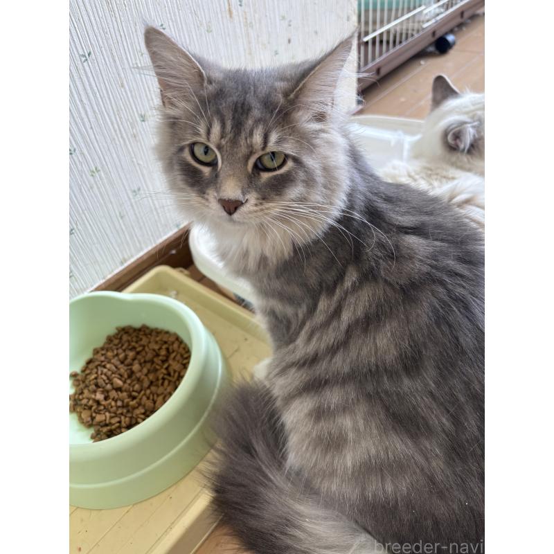 販売中の千葉県のサイベリアン-119269の1枚目