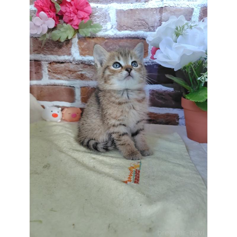 販売中の岡山県のマンチカン-128860の10枚目