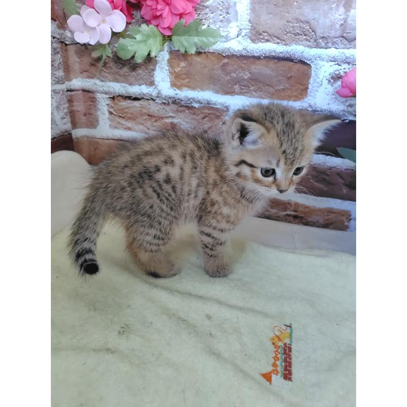 販売中の岡山県のマンチカン-128860の3枚目