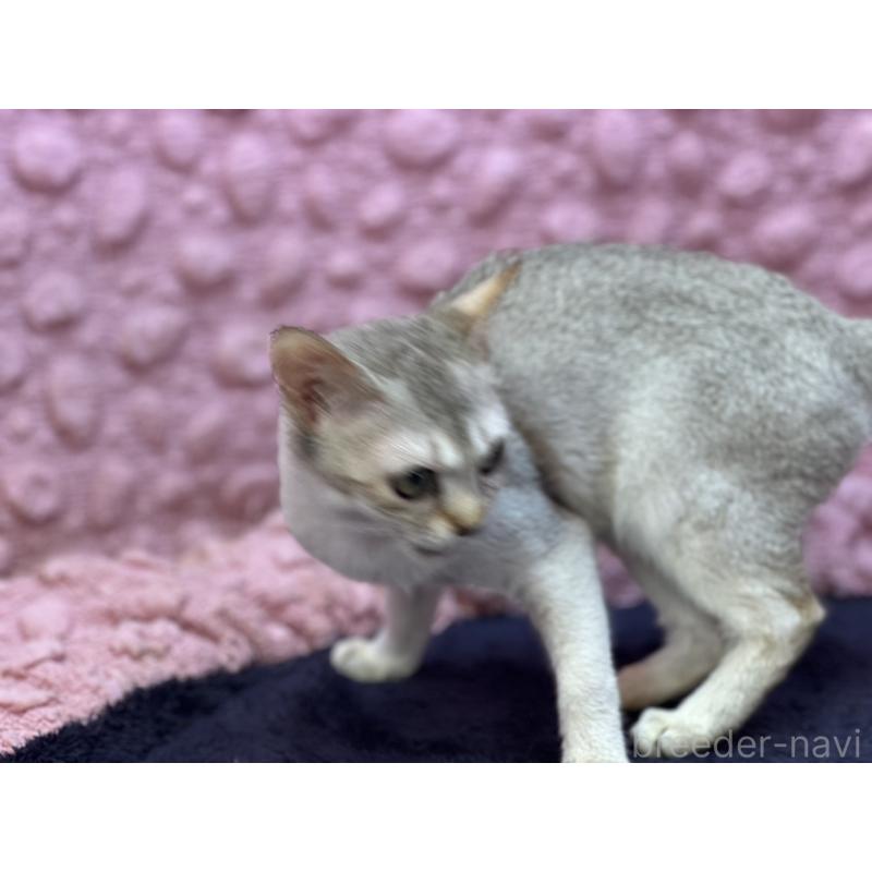 販売中の茨城県のシンガプーラ-128863の9枚目