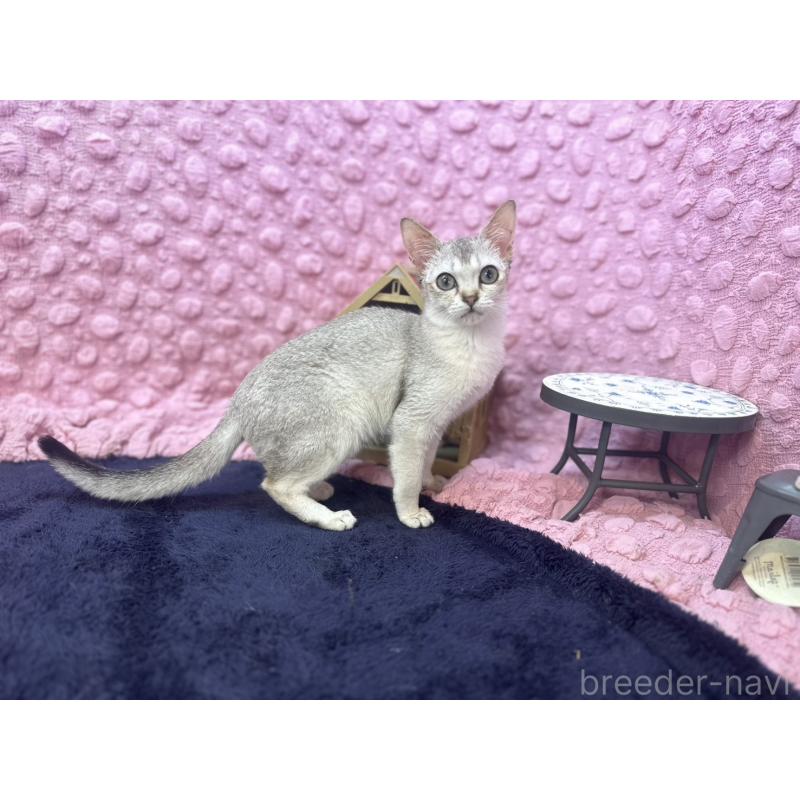 販売中の茨城県のシンガプーラ-128863の4枚目