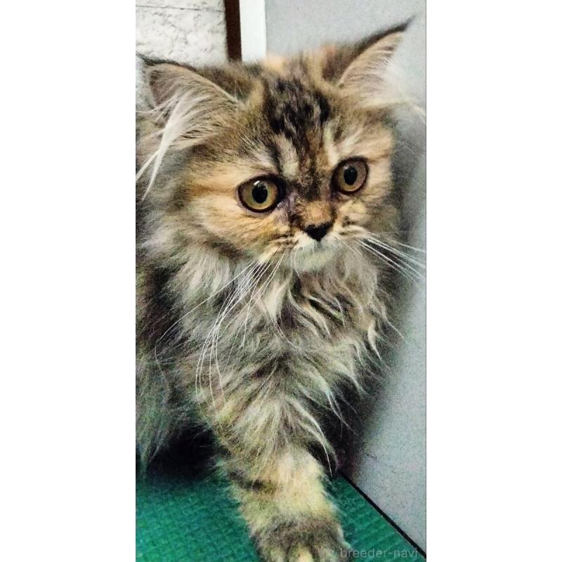 販売中の埼玉県のエキゾチックロングヘア-128864の3枚目