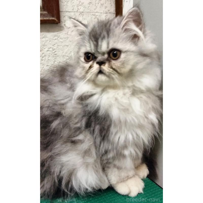 販売中の埼玉県のエキゾチックロングヘア-128867の6枚目