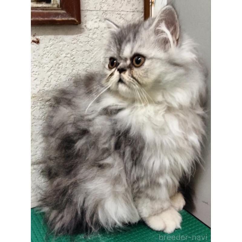 販売中の埼玉県のエキゾチックロングヘア-128867の5枚目