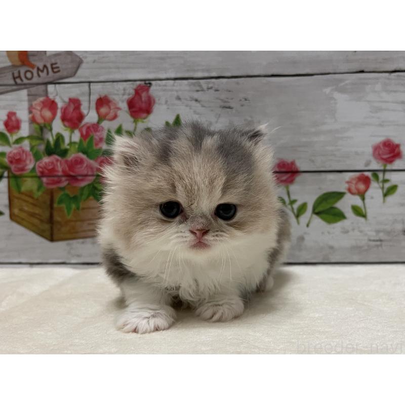 販売中の山梨県のミヌエット-128871の1枚目