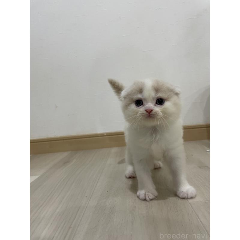 販売中の愛知県のスコティッシュフォールド(折れ耳)-128873の3枚目