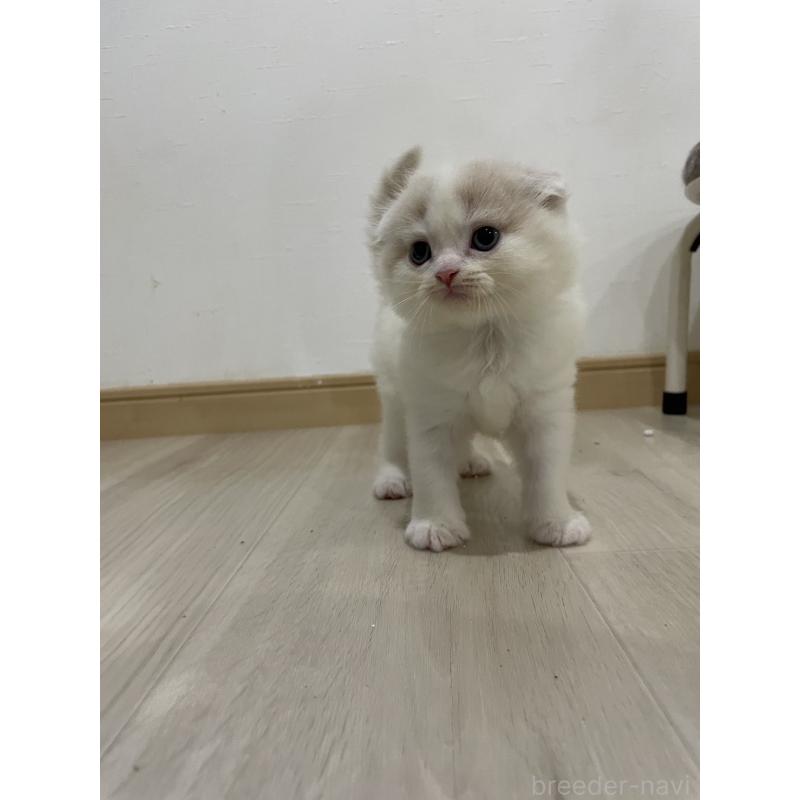 販売中の愛知県のスコティッシュフォールド(折れ耳)-128873の2枚目