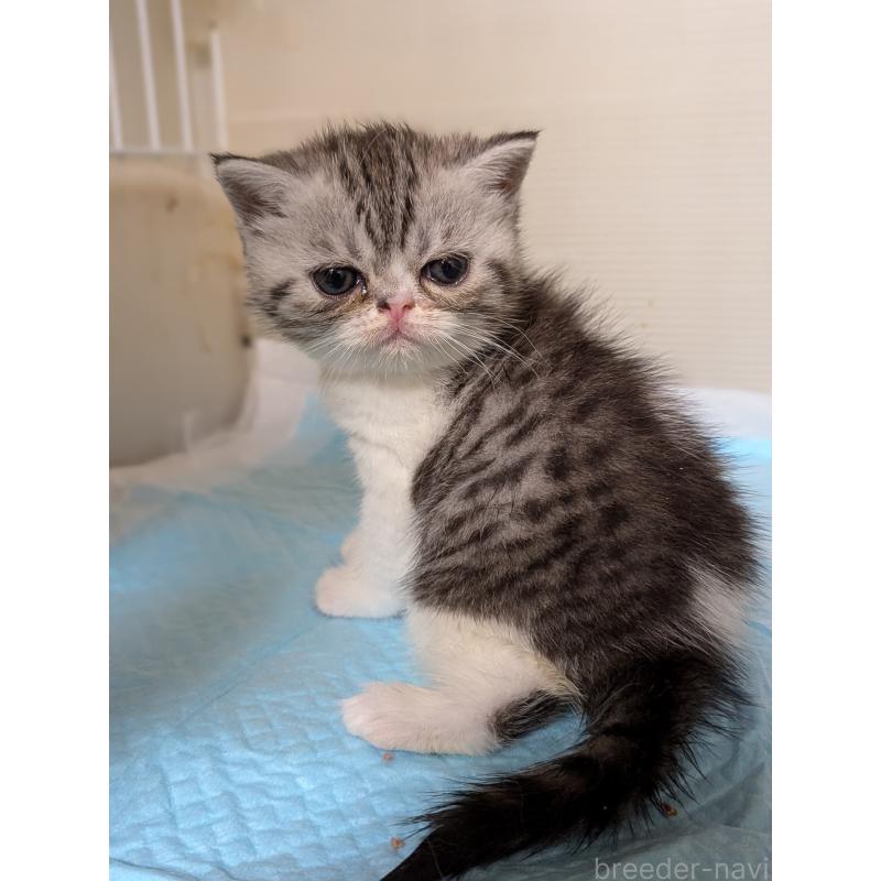 成約済の愛知県のエキゾチックショートヘア-128147の13枚目