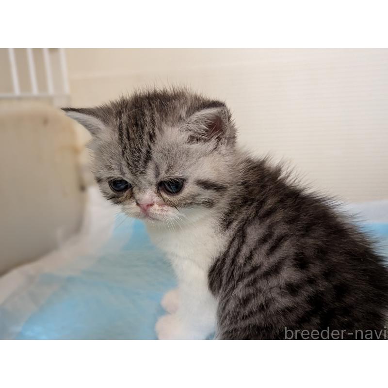 成約済の愛知県のエキゾチックショートヘア-128147の12枚目