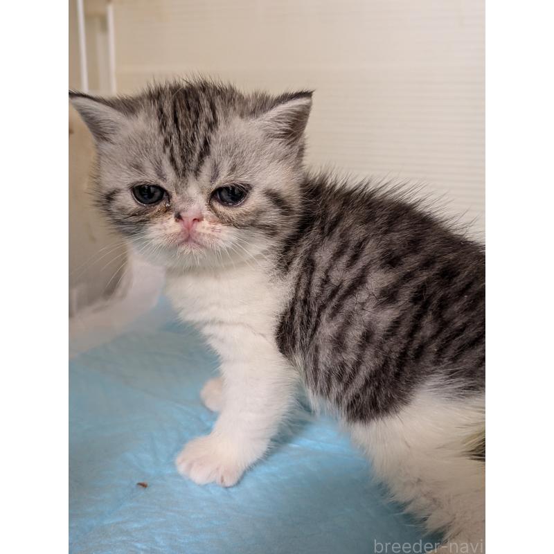 成約済の愛知県のエキゾチックショートヘア-128147の11枚目