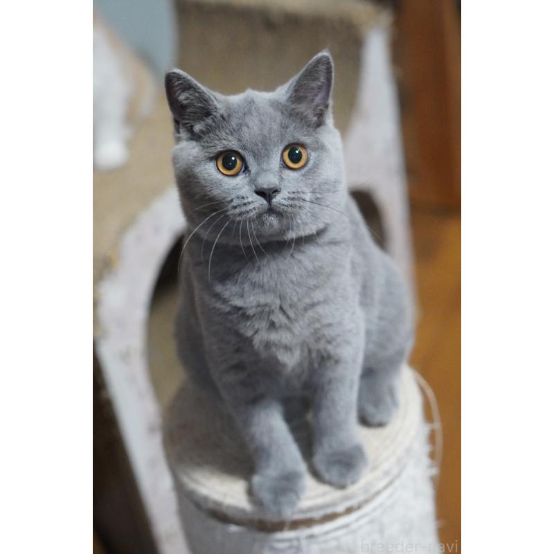 成約済の滋賀県のブリティッシュショートヘア-118977の3枚目