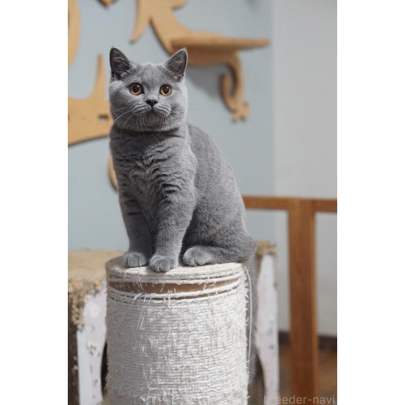 成約済の滋賀県のブリティッシュショートヘア-118977の2枚目