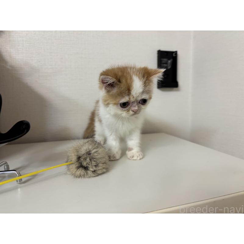販売中の大阪府のエキゾチックショートヘア-128874の2枚目