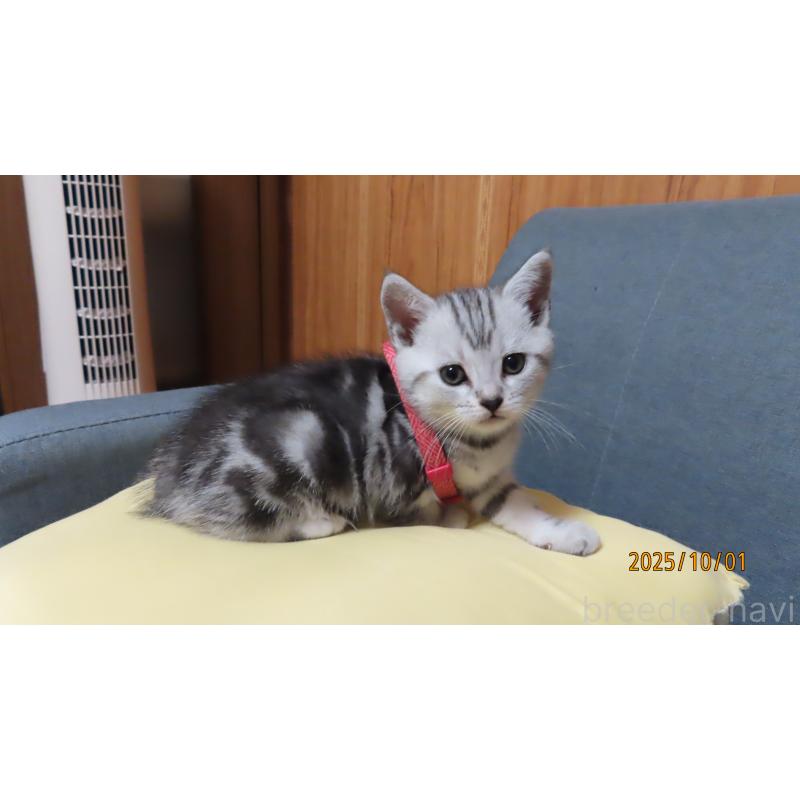 販売中の長野県のアメリカンショートヘア-128132の3枚目