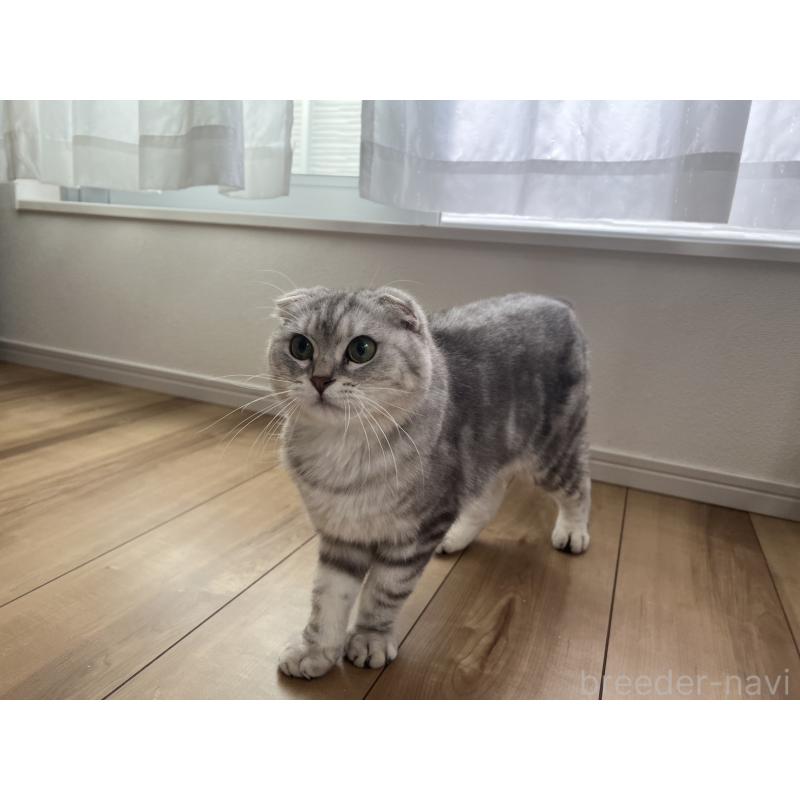 販売中の埼玉県のマンチカン-86685の5枚目