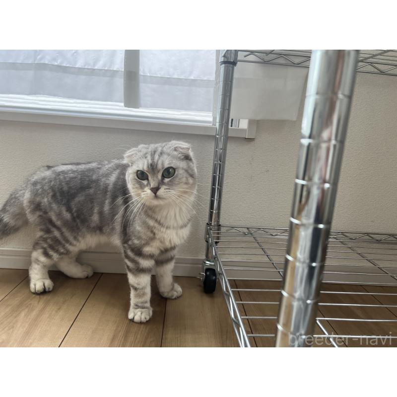 販売中の埼玉県のマンチカン-86685の4枚目