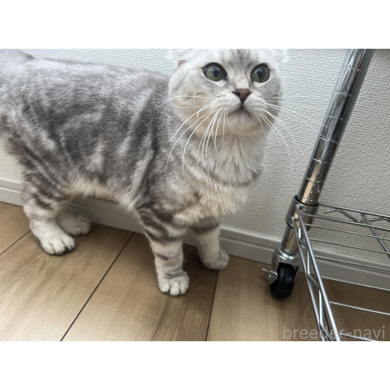 販売中の埼玉県のマンチカン-86685の3枚目