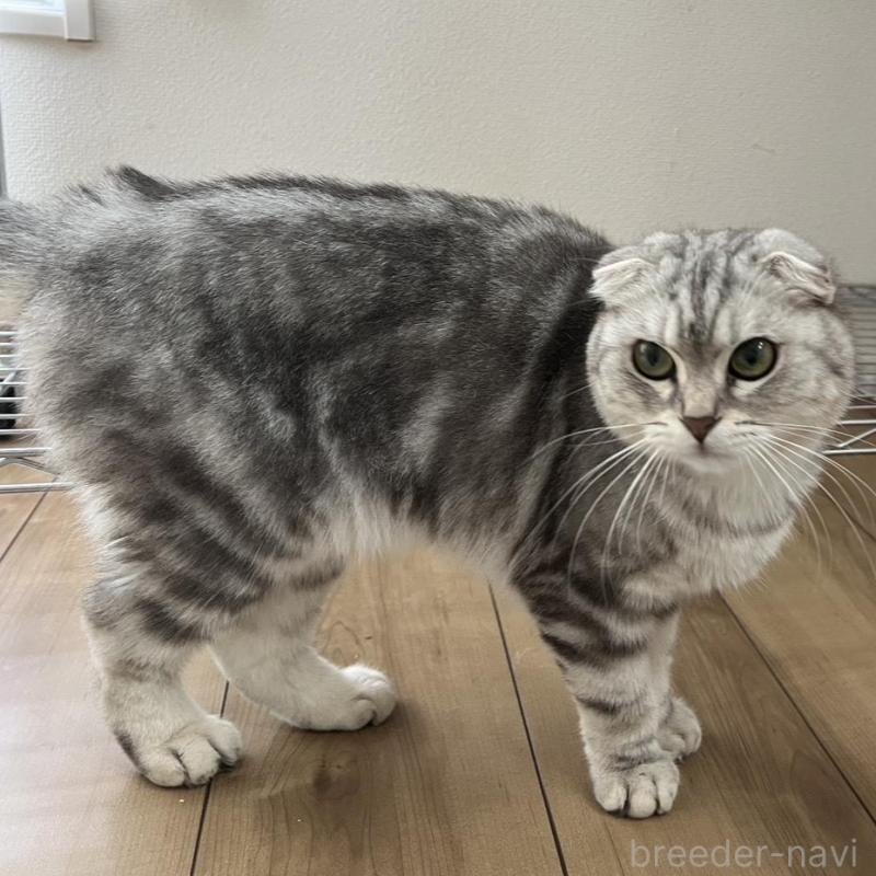 販売中の埼玉県のマンチカン-86685の1枚目