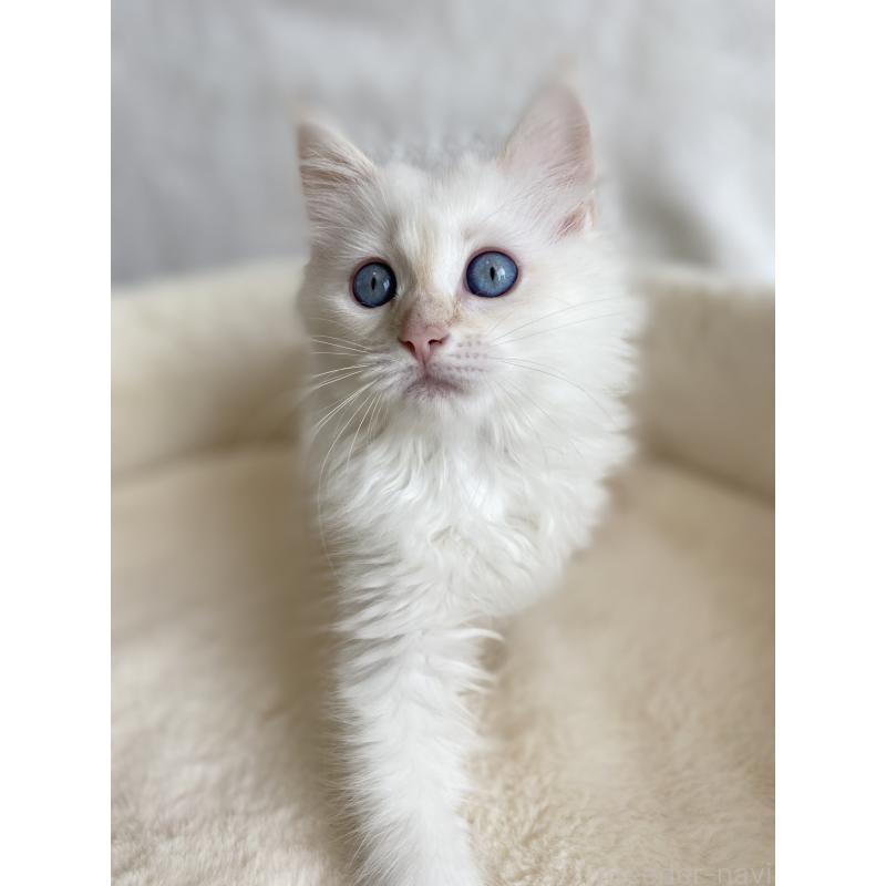 販売中の滋賀県のサイベリアン-126529の7枚目