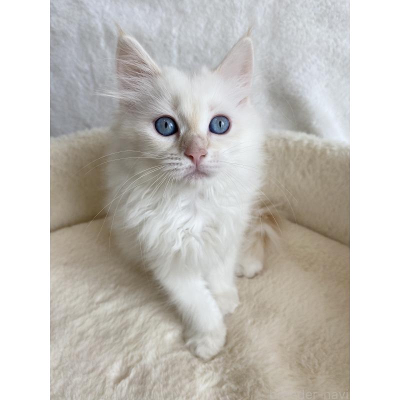 販売中の滋賀県のサイベリアン-126529の6枚目