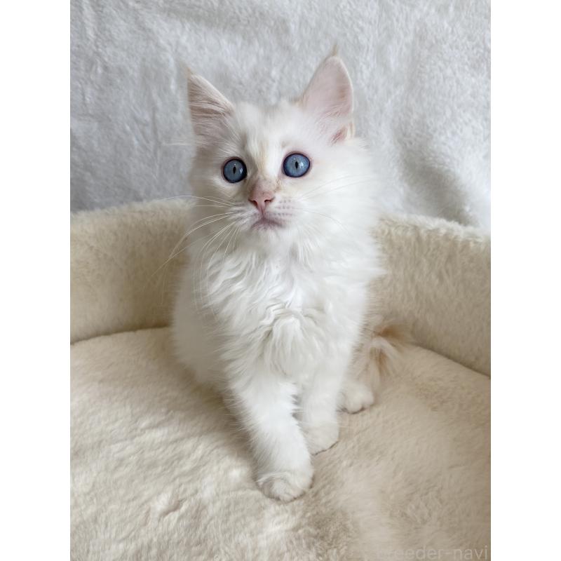 販売中の滋賀県のサイベリアン-126529の5枚目