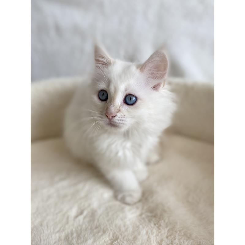 販売中の滋賀県のサイベリアン-126529の4枚目