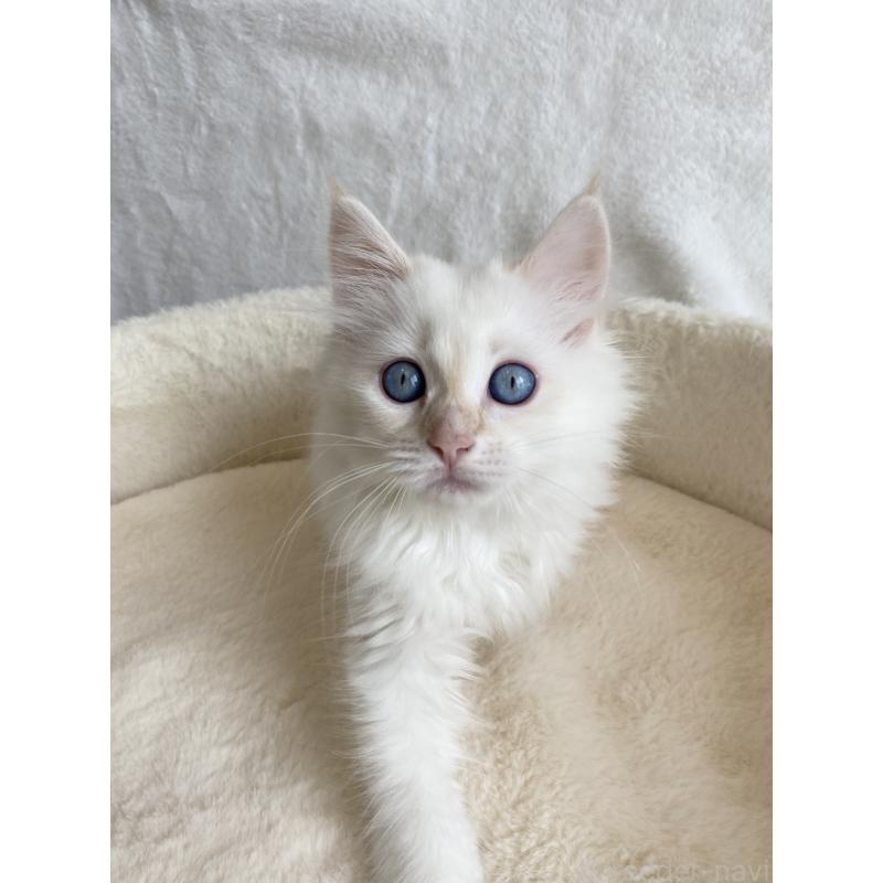 販売中の滋賀県のサイベリアン-126529の2枚目