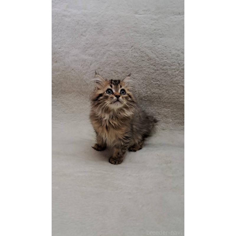 販売中の愛知県のミヌエット-127546の2枚目