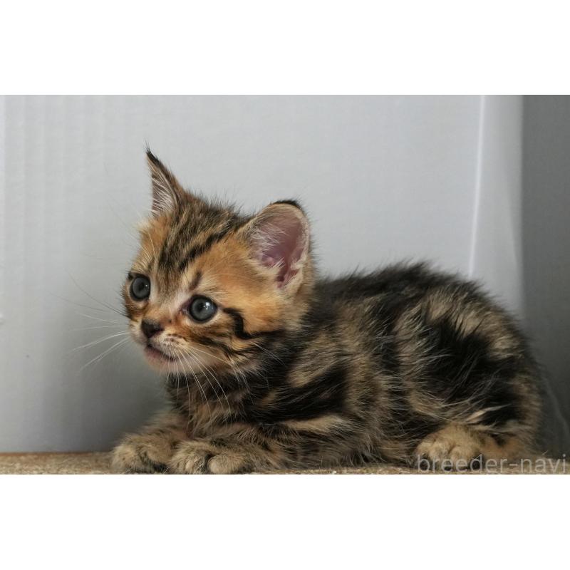 販売中の埼玉県のアメリカンショートヘア-128339の24枚目