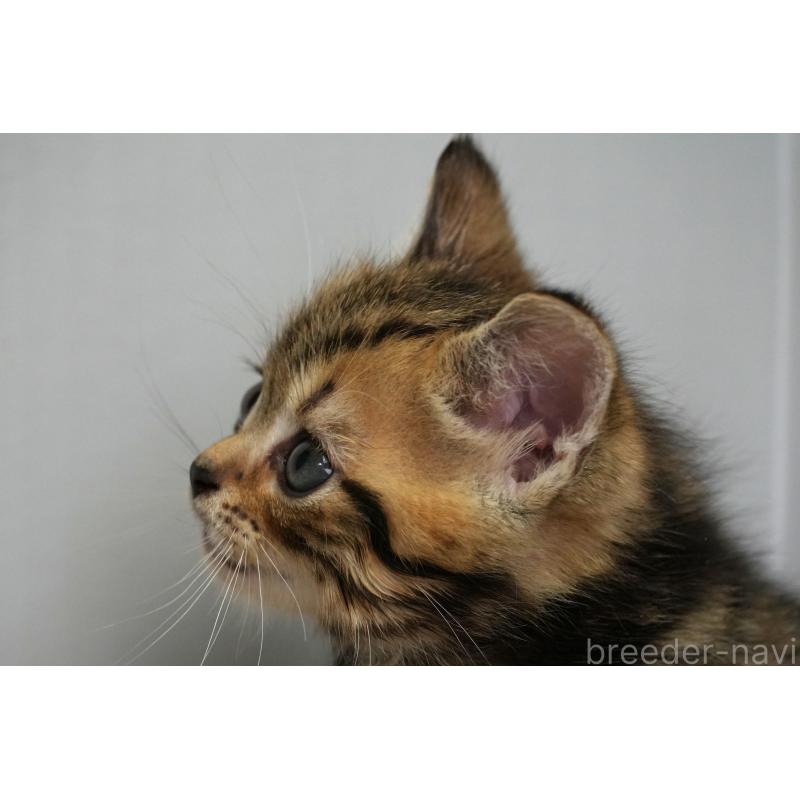 販売中の埼玉県のアメリカンショートヘア-128339の23枚目