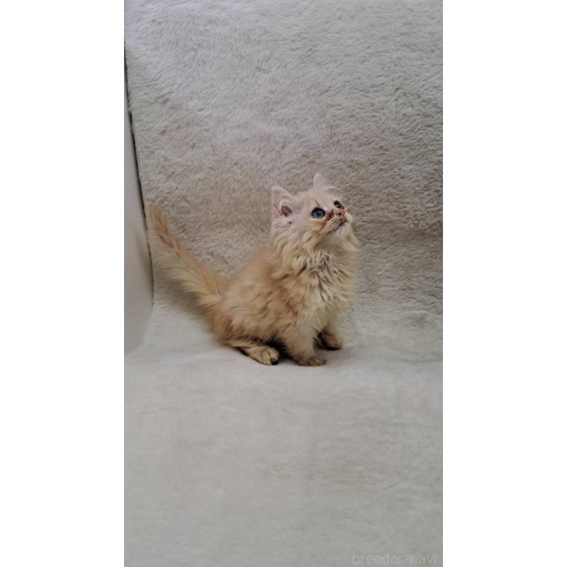 販売中の愛知県のミヌエット-127547の2枚目